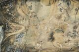 Bargain, Polished Mammoth Molar Section - South Carolina #125561-1